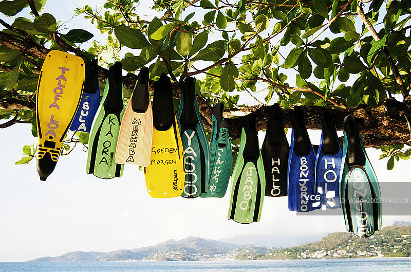 在海葡萄树上，用各种语言写着“你好”的潜水鳍图片素材