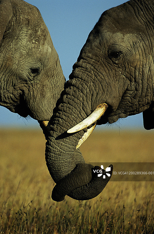 非洲象(Loxodonta africana)连接象鼻图片素材