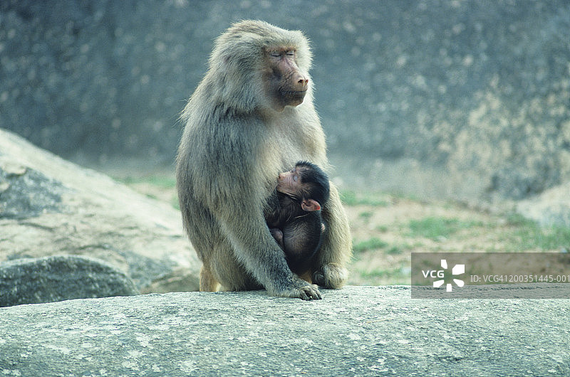非洲的哈马德拉斯狒狒正在哺育婴儿图片素材