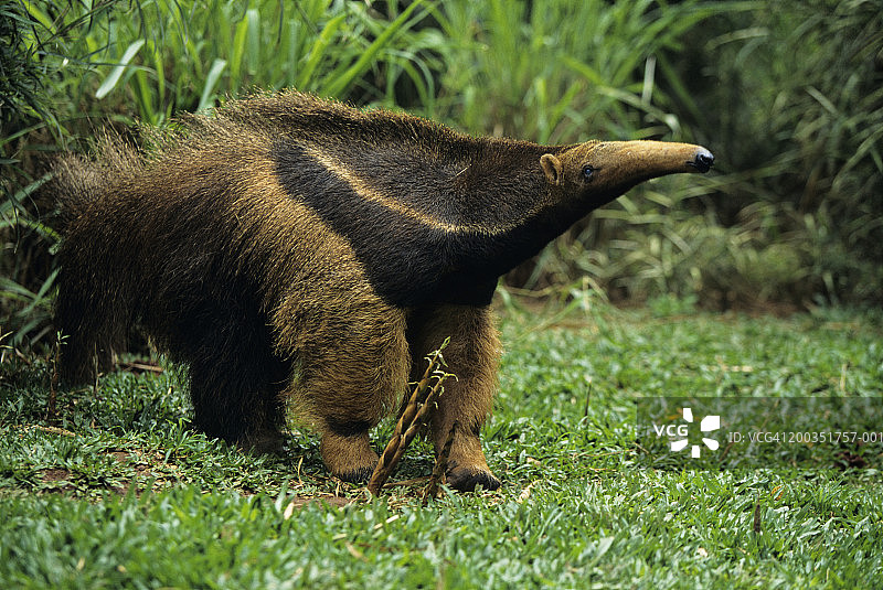 巨型食蚁兽(三趾食蚁兽属)，中美洲或南美洲图片素材