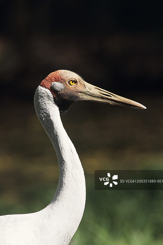 澳大利亚鹤(Grus rubicundus)，头和颈部特写，澳大利亚图片素材
