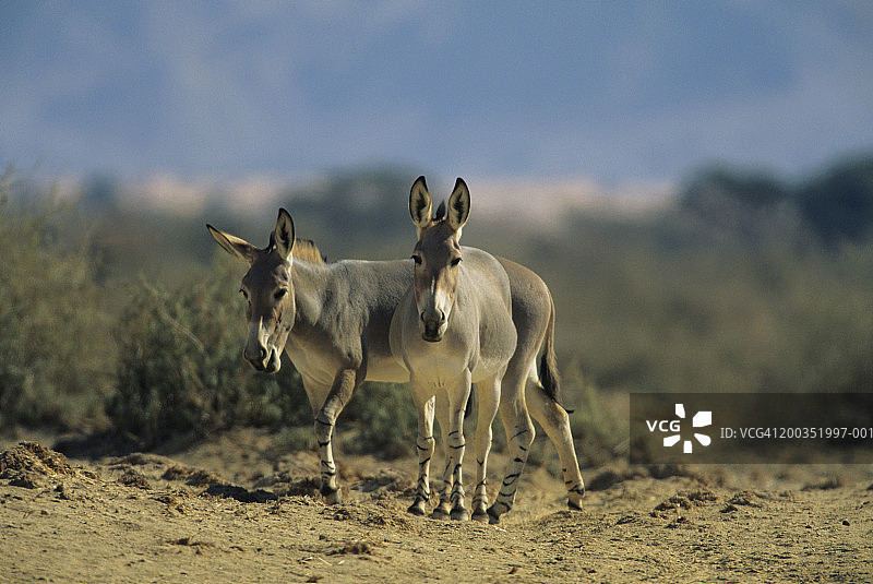 一对索马里野驴，以色列图片素材