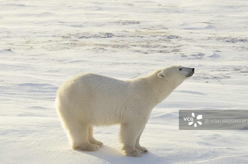 北极熊，加拿大图片素材