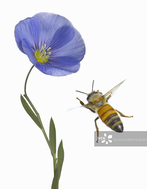 蜜蜂飞到蓝色的亚麻花图片素材