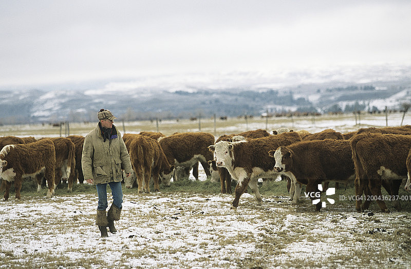 年轻的男牧场主走在雪原上，看着牛，冬天图片素材