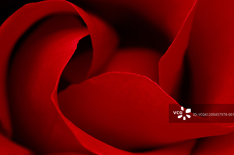 红玫瑰(罗莎)花瓣，特写图片素材