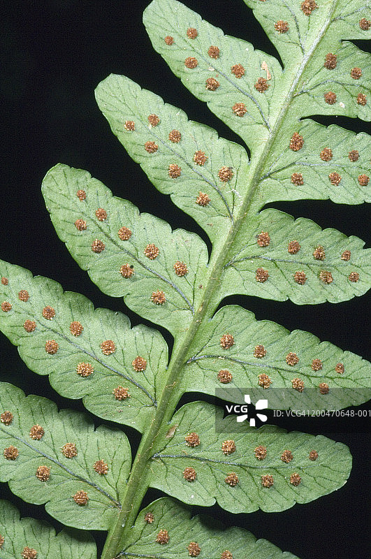 马达加斯加，带有孢子的蕨类叶子，特写图片素材