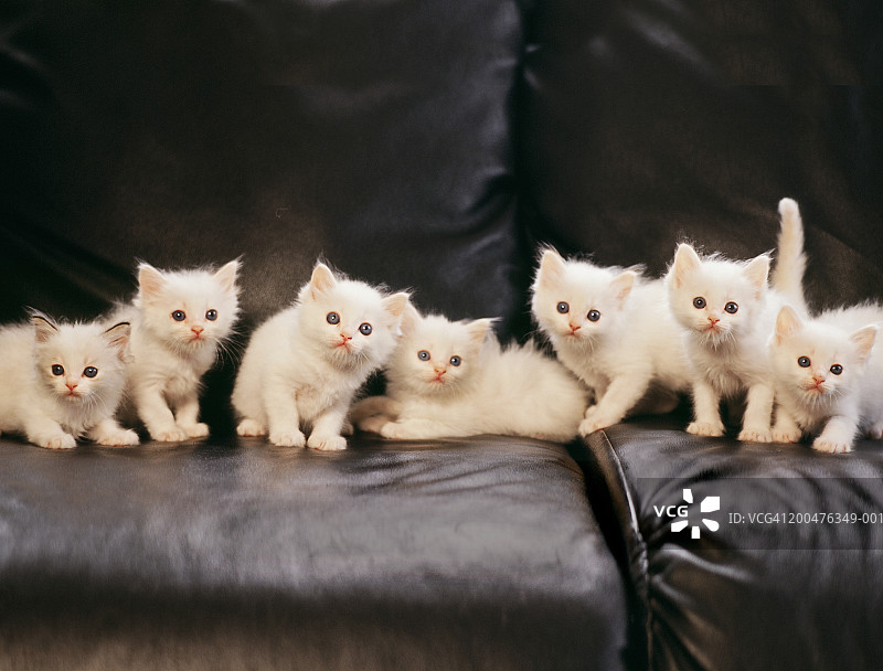 沙发上的一群小猫图片素材
