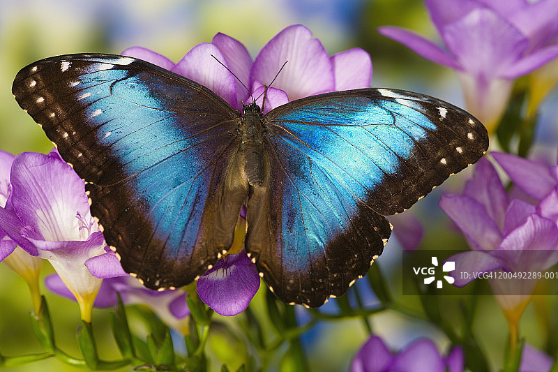 蓝色闪蝶(闪蝶)在小苍兰，特写图片素材