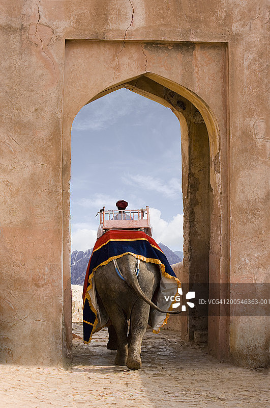 印度，拉贾斯坦邦，斋浦尔，大象，骑手，走过拱门图片素材