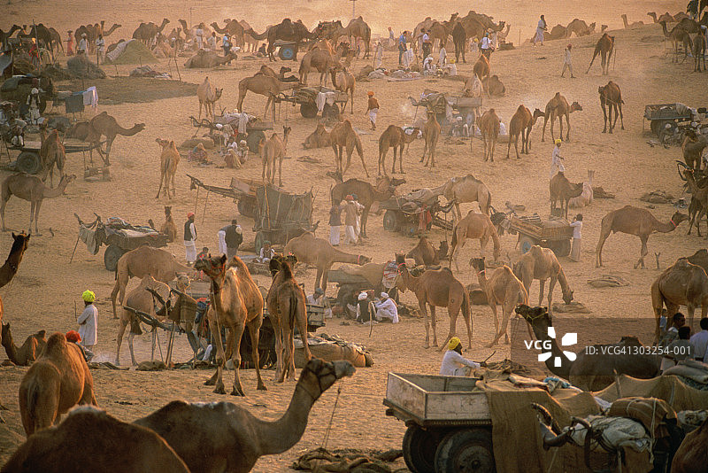 印度，拉贾斯坦邦，普什卡，骆驼集市，高视阔步图片素材