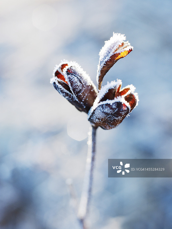 霜冻植物的特写图片素材
