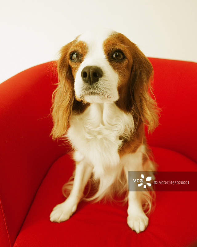 坐在椅子上的骑士国王查尔斯犬图片素材