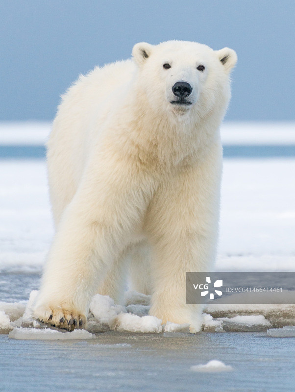 雪地里的北极熊图片素材