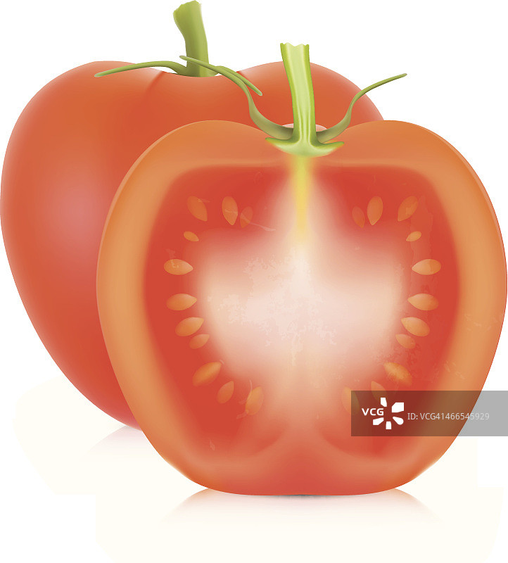 番茄-矢量插图图片素材