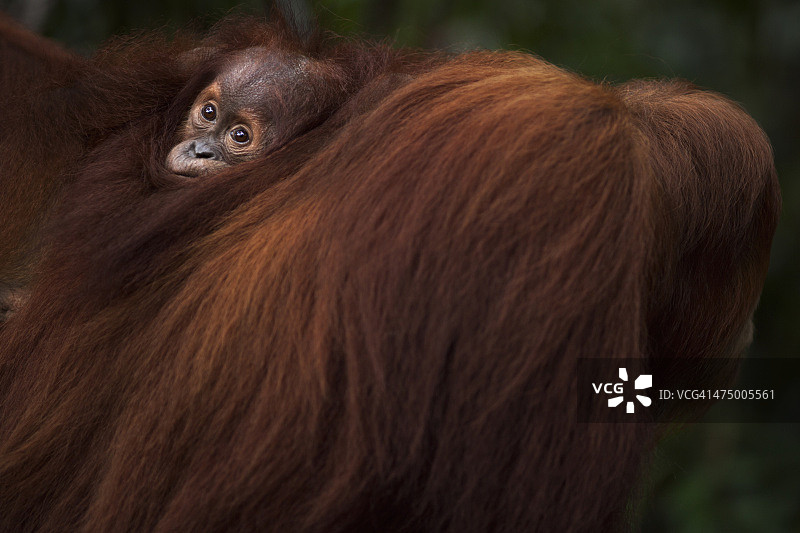 苏门答腊猩猩的雌性“苏马”和雌性婴儿图片素材