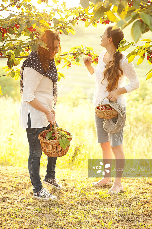 两个兴高采烈的女人在果园里摘樱桃图片素材
