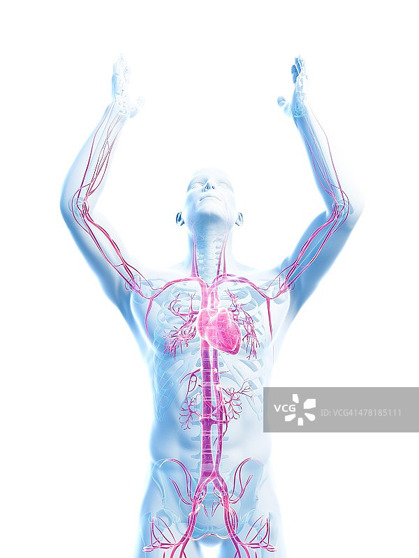 男性心血管系统，艺术品图片素材