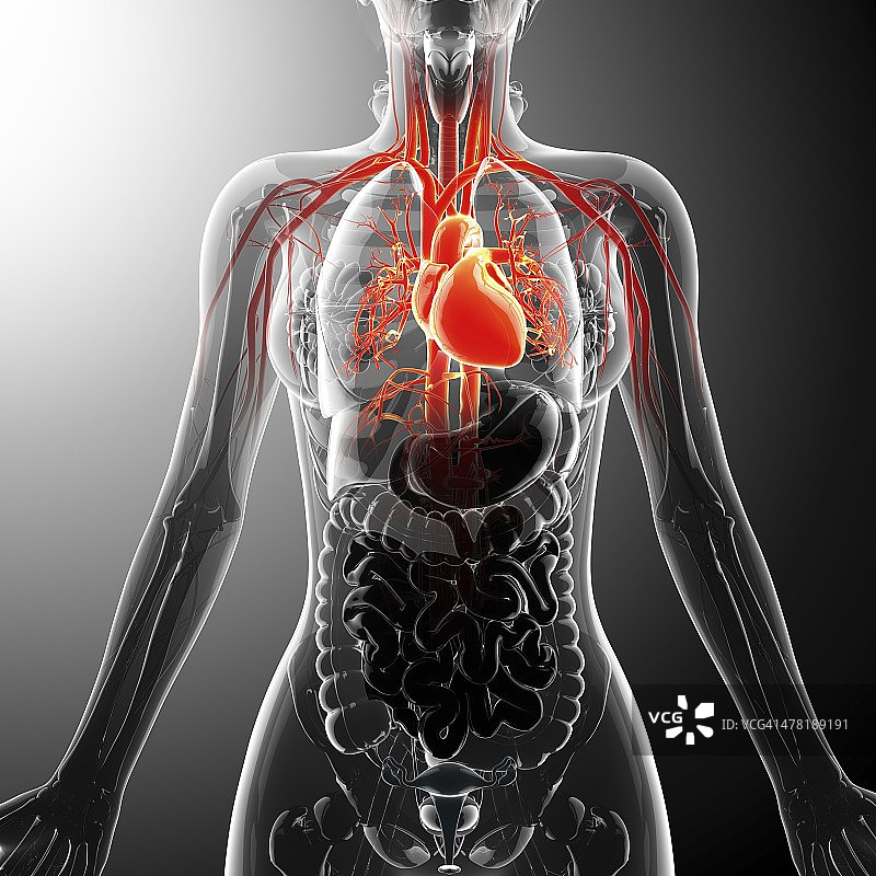 人体心血管系统，艺术品图片素材