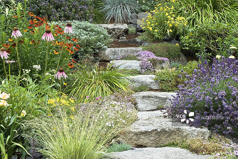石阶穿过多年生植物花园。图片素材