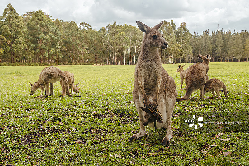 澳大利亚，新南威尔士州，袋鼠，一些与乔伊(巨大袋鼠)在草地上图片素材
