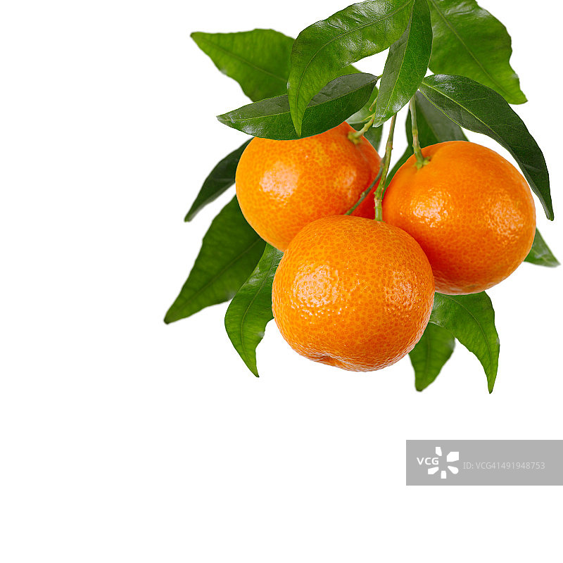 白色背景上的橘子枝图片素材
