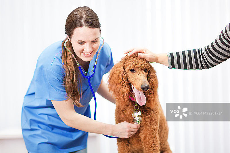 兽医在动物诊所医院检查宠物狗图片素材