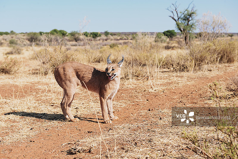 美丽的野猫(中型野猫)行走在灌木丛中，纳米比亚，南部非洲图片素材