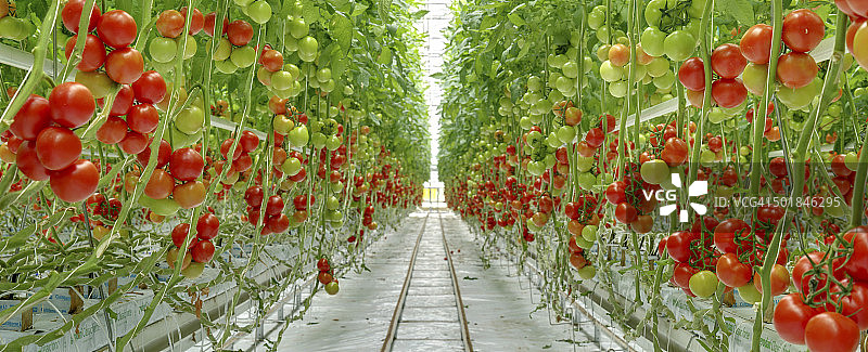 温室里的番茄，克罗地亚，斯拉沃尼亚，欧洲图片素材