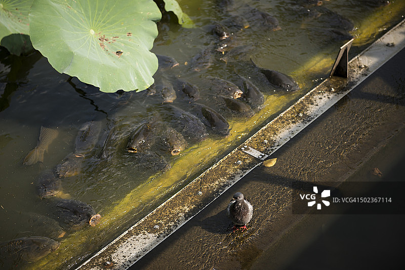 东京上野公园，Shinobazu池塘边的鱼图片素材
