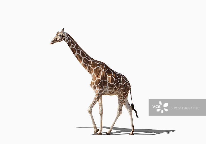 长颈鹿在工作室散步图片素材