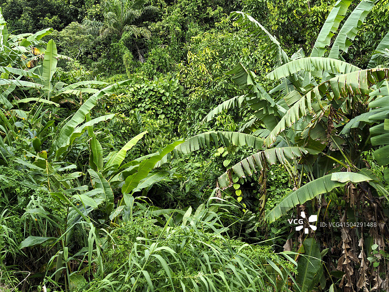 印度洋塞舌尔马埃岛热带雨林中郁郁葱葱的树叶。图片素材