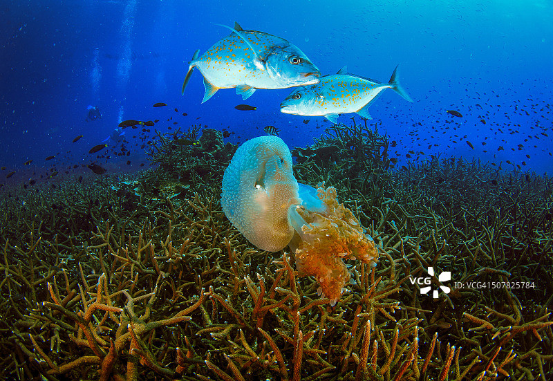 泰国安达曼海的水下生物图片素材