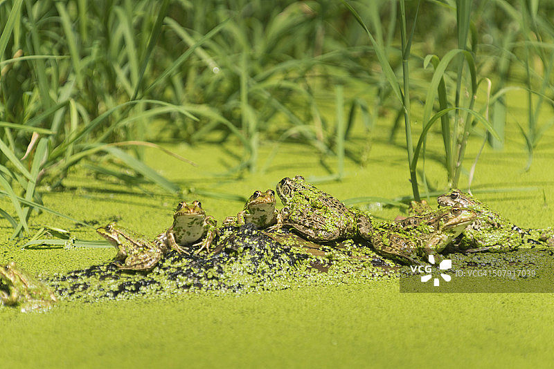 青蛙，蛙类图片素材