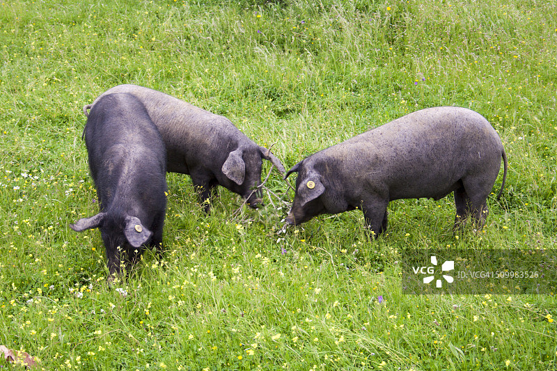 在草地上吃草的黑伊比利亚猪图片素材