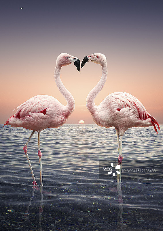 落日时分，两只粉红色火烈鸟面对面地站在海里图片素材