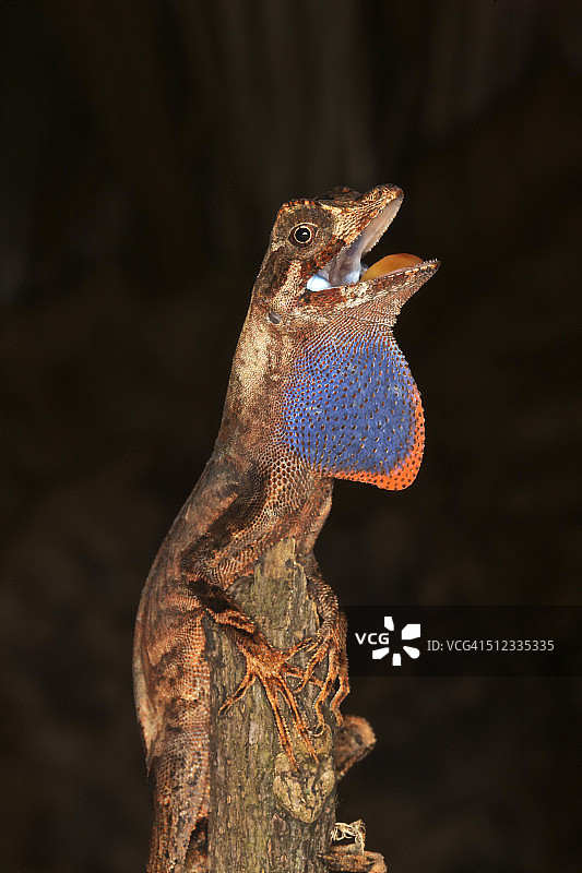 新热带的张大嘴巴的蜥蜴图片素材
