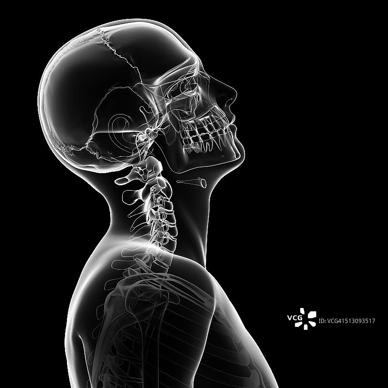 人类头骨和颈骨，艺术品图片素材