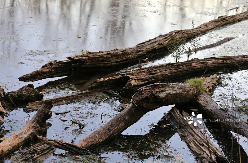 老树枝躺在一个平静的池塘里图片素材