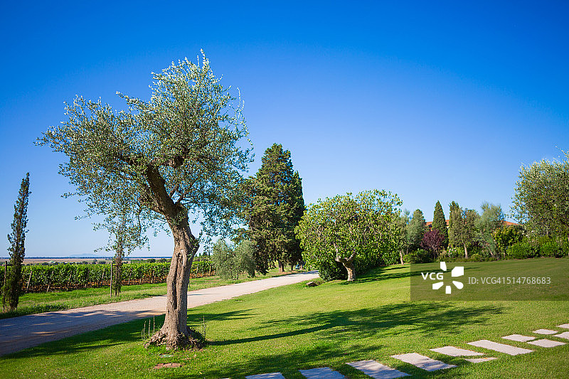 托斯卡纳花园的橄榄树风景图片素材
