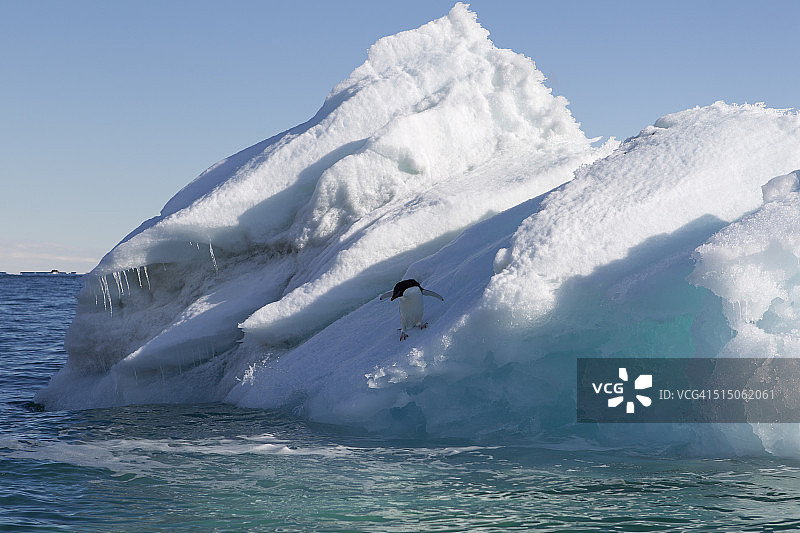 阿德利企鹅准备从冰山上潜水图片素材