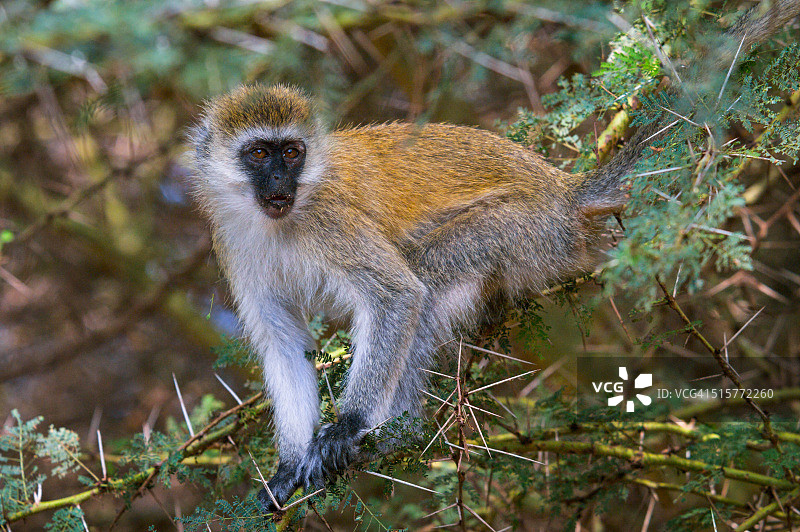 长尾猴，曼亚拉湖国家公园，坦桑尼亚图片素材