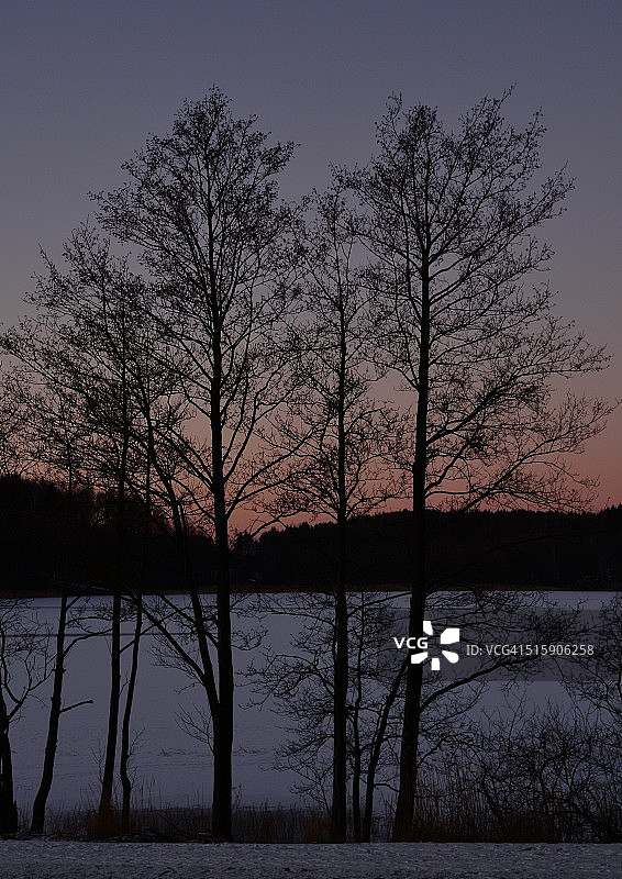 冬日日落中的树木图片素材
