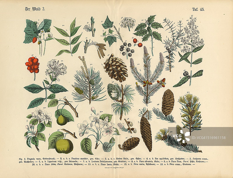 森林和果树和植物，维多利亚植物插图图片素材