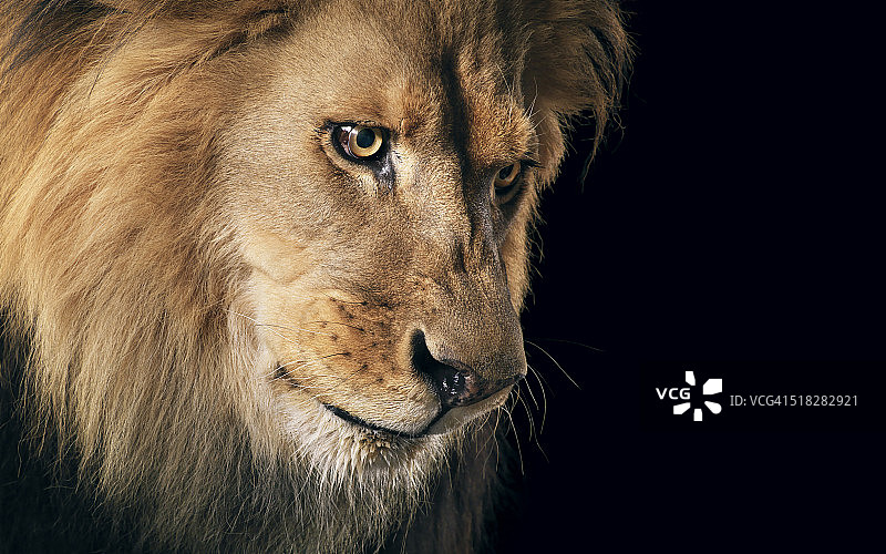 狮子的肖像图片素材