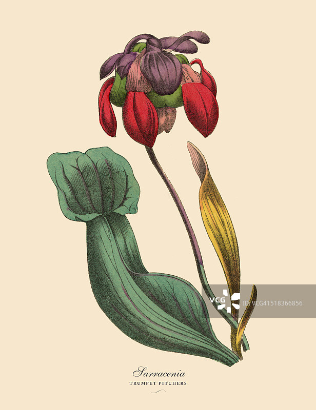 Sarracenia或喇叭猪笼草，维多利亚植物学插图图片素材