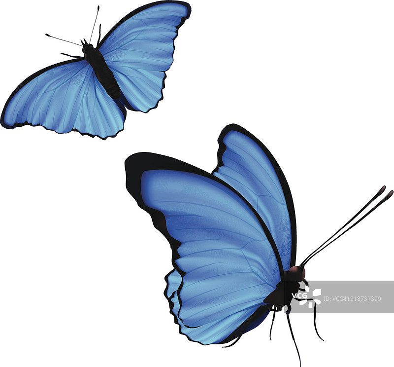 常见的闪蝶-向量图片素材