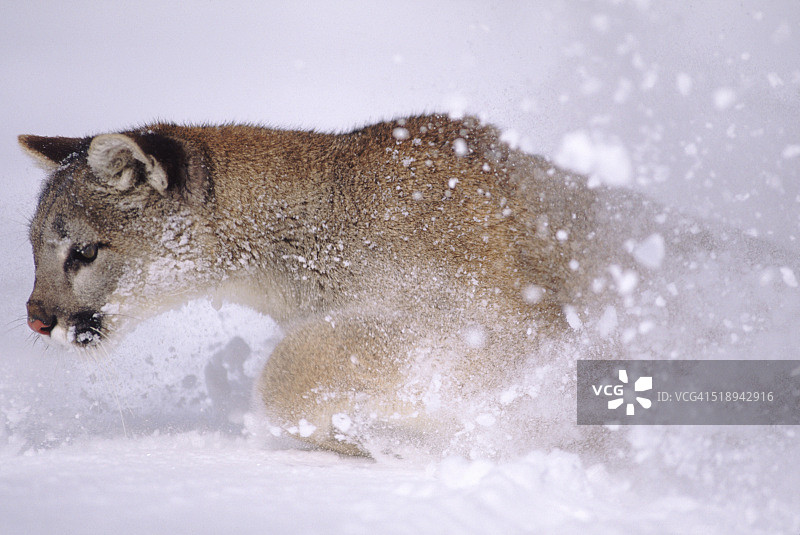 雪地里奔跑的美洲狮图片素材