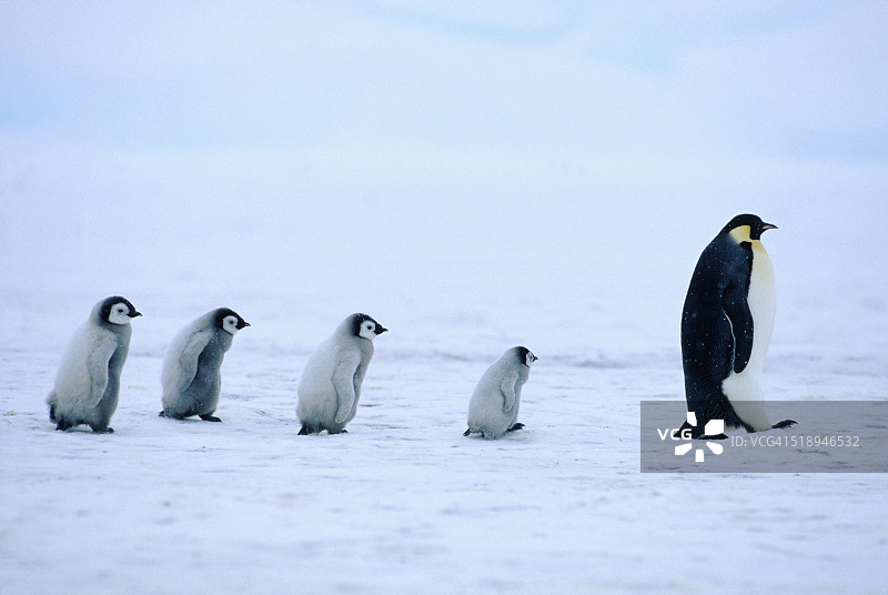 南极帝企鹅图片素材