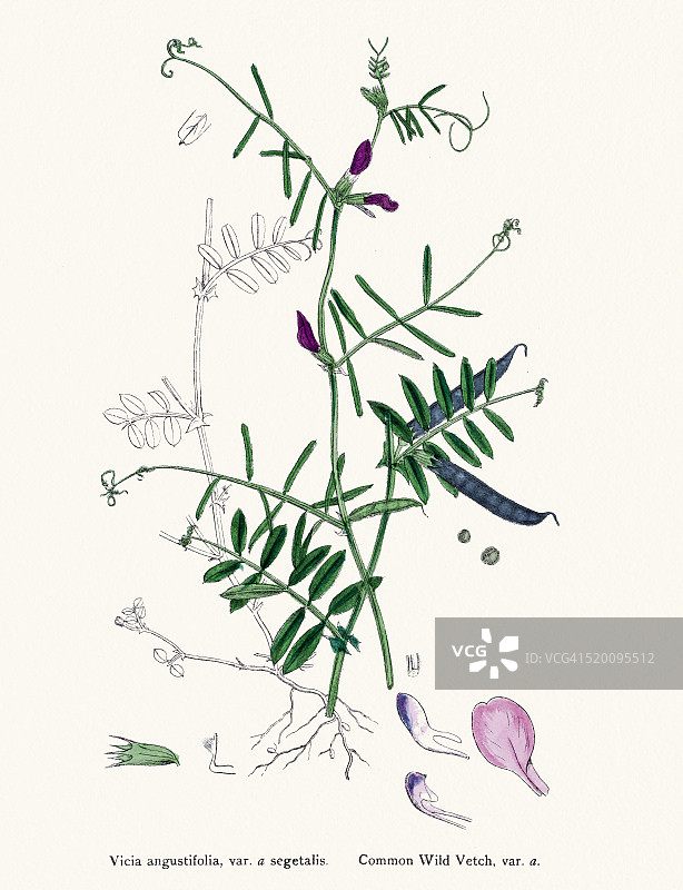 紫薇植物19世纪插图图片素材